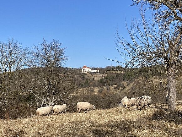 Schloss Roseck im Blick