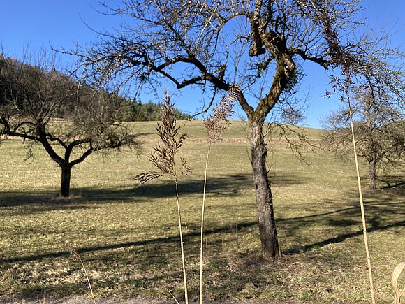 Wundervolle Streuobstwiesen