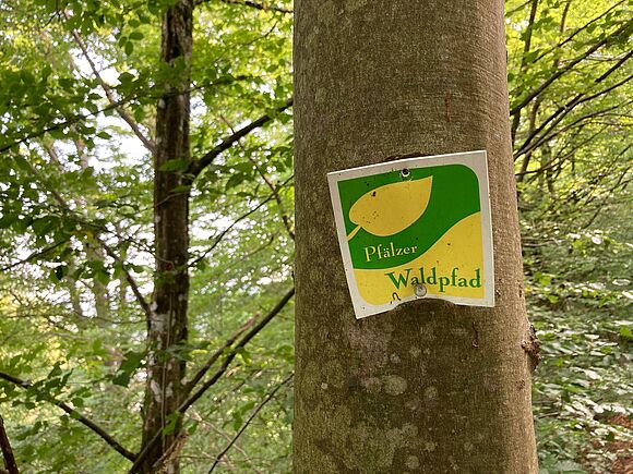 Gute Orientierung auf dem Waldweg