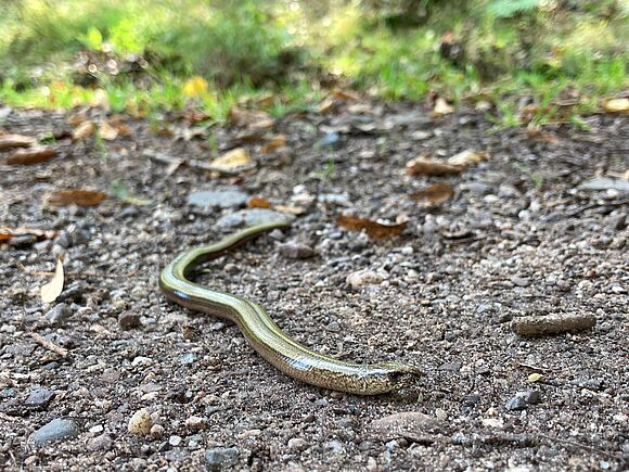 Blindschleiche als Weggefährte