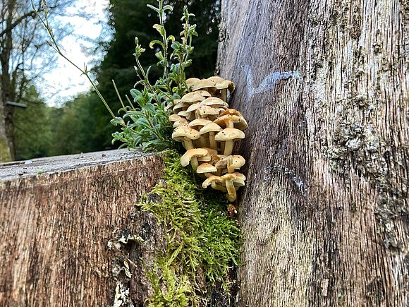 Baumstumpf und Pilze als Stilleben