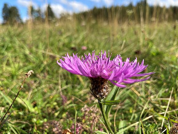 Bunte Farbklekse auf der Alb