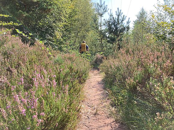Heidekraut säumt den Weg