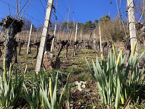 Frühlingsboten in den Weinbergen